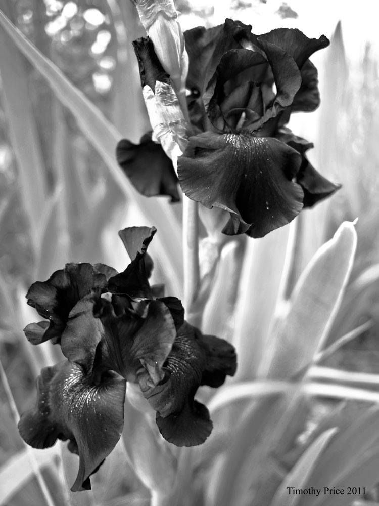 BlackIrisbw