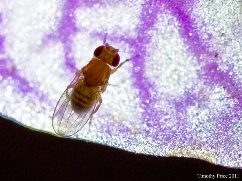 FruitFly1