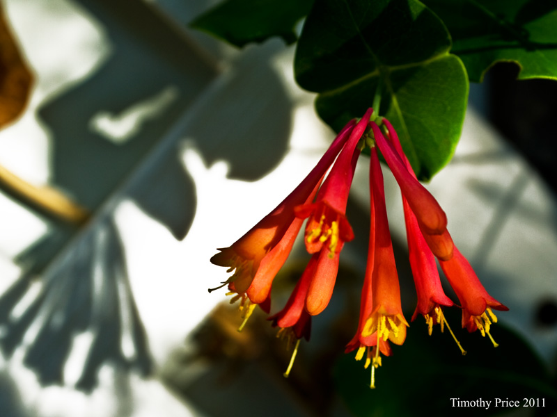 HoneySuckle1