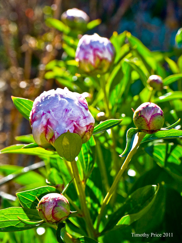 Peonies