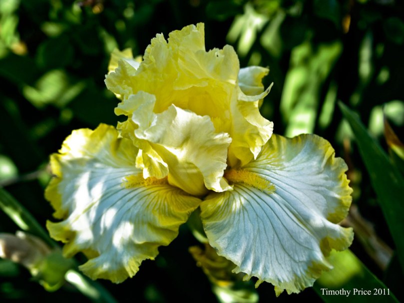WhiteYellowIris