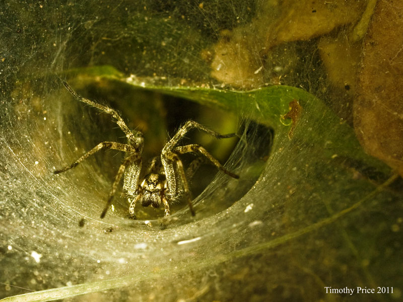 Tunnel Spider