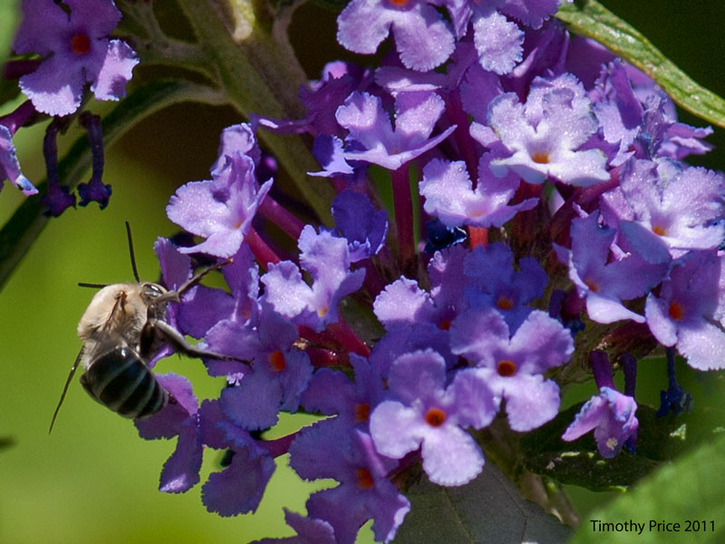 Bee on Butterfly Bush