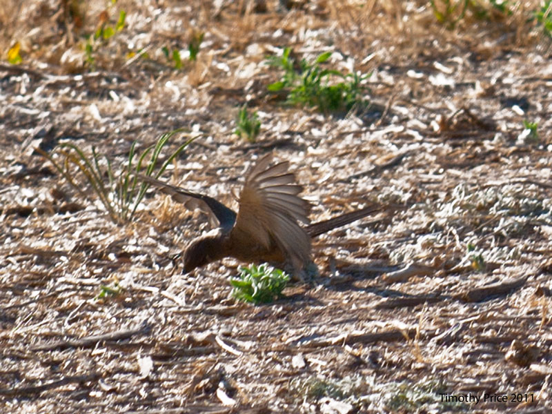 Bird Getting Bug Off The Ground