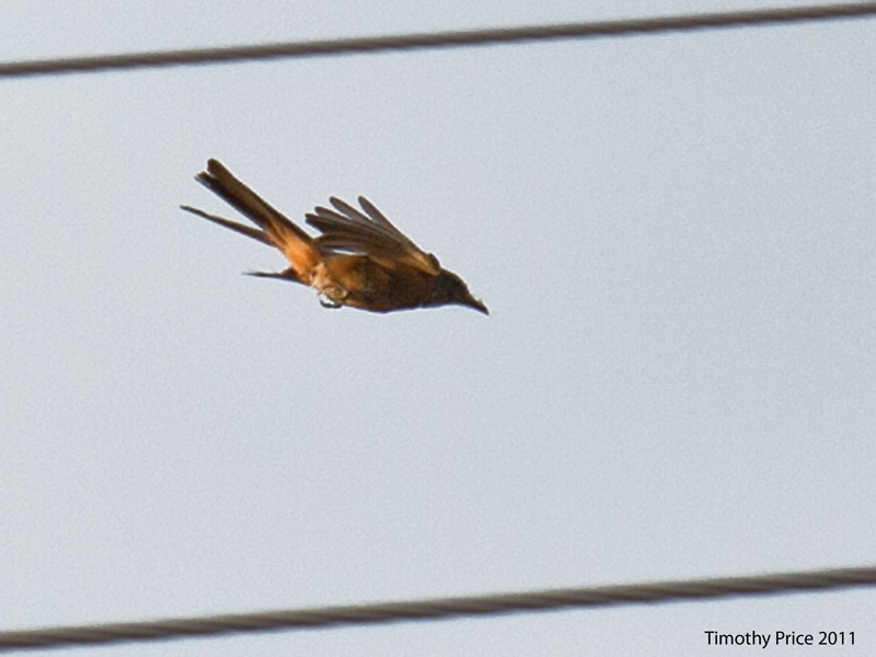 Bird Dive Bombing Bug