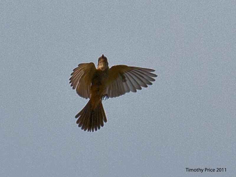 Bird About To Get Bug