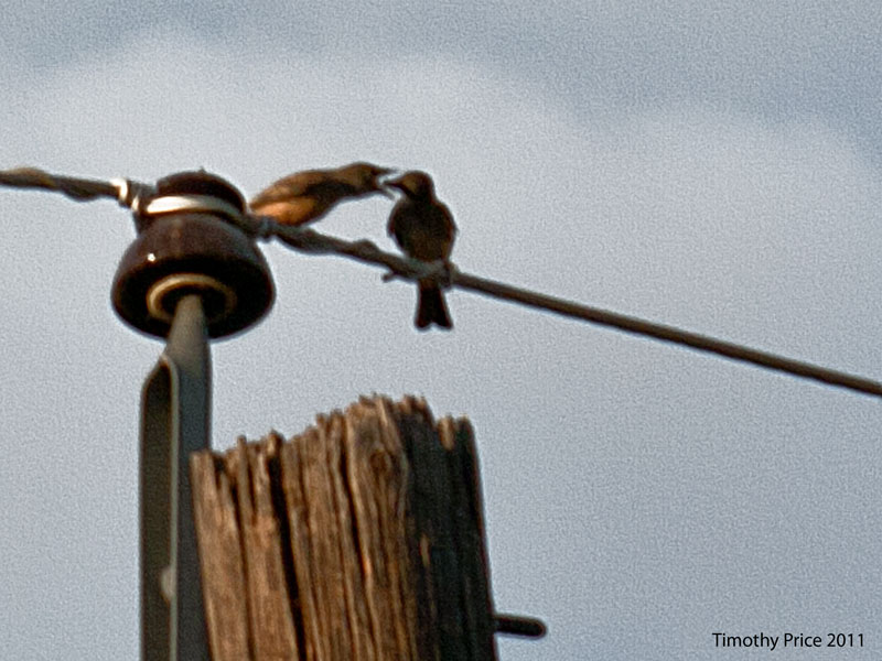 Bird Feeds Teen A Bug