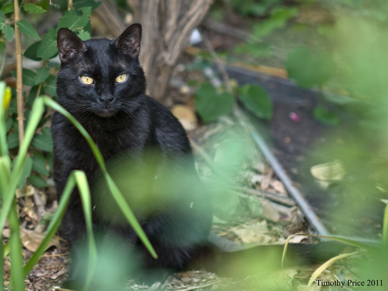 Black Kitty