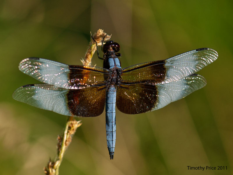 Blue Dragonfly