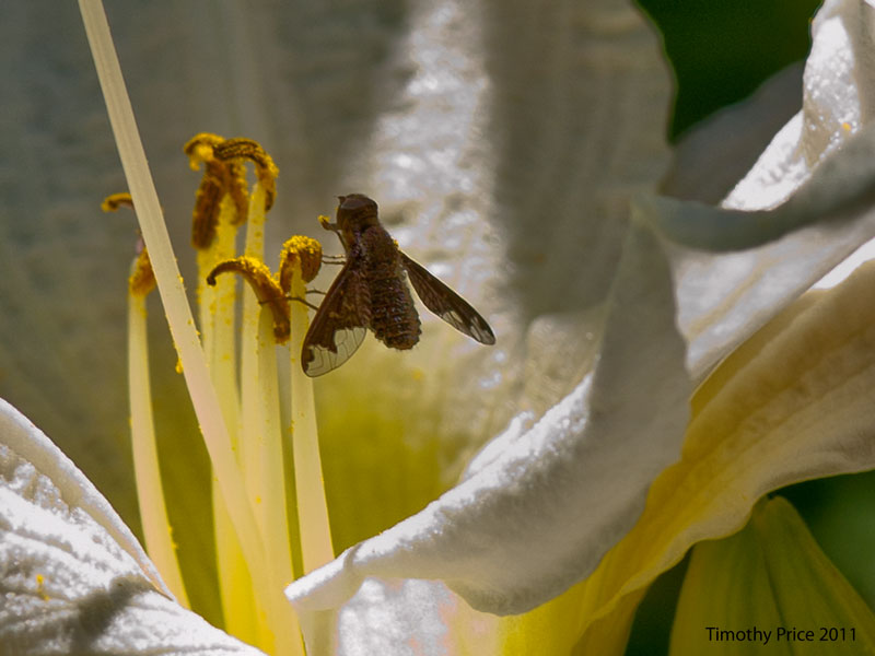 Brown Fly White Lily
