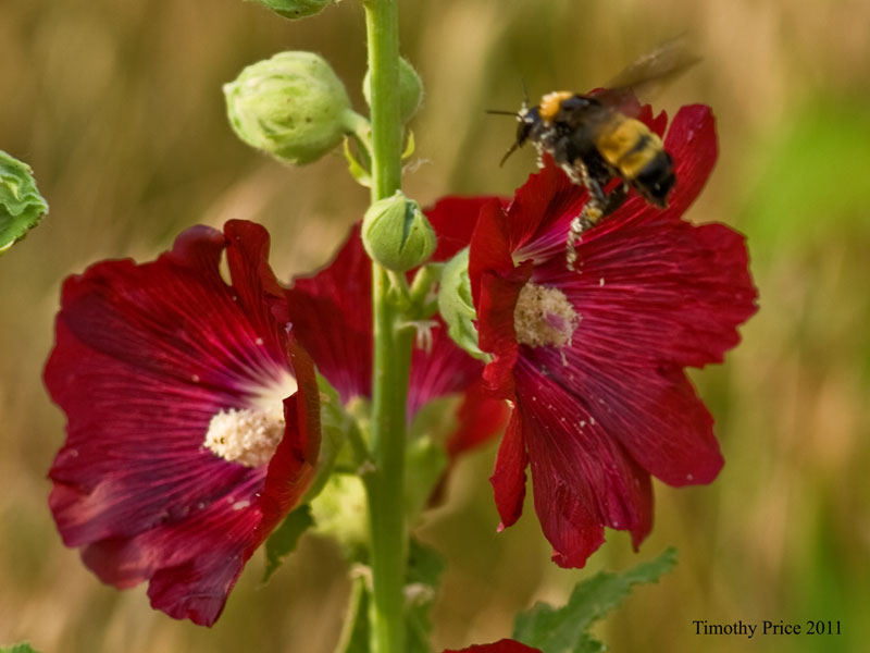Bumblebee on Hollyhock