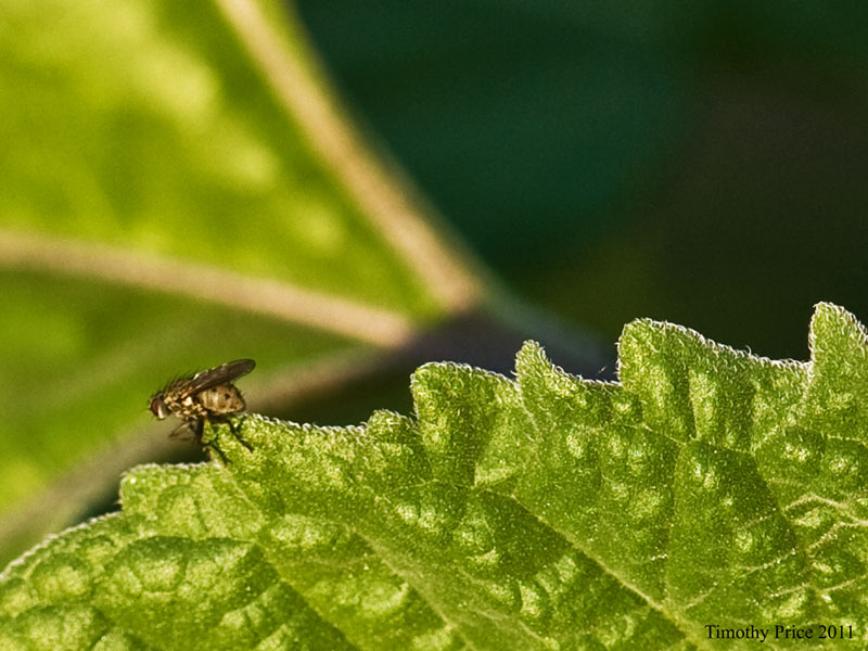 Fly On Leaf