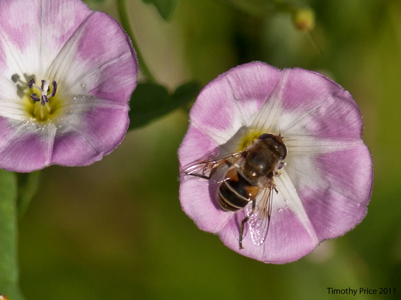 Bee on Morning Glory
