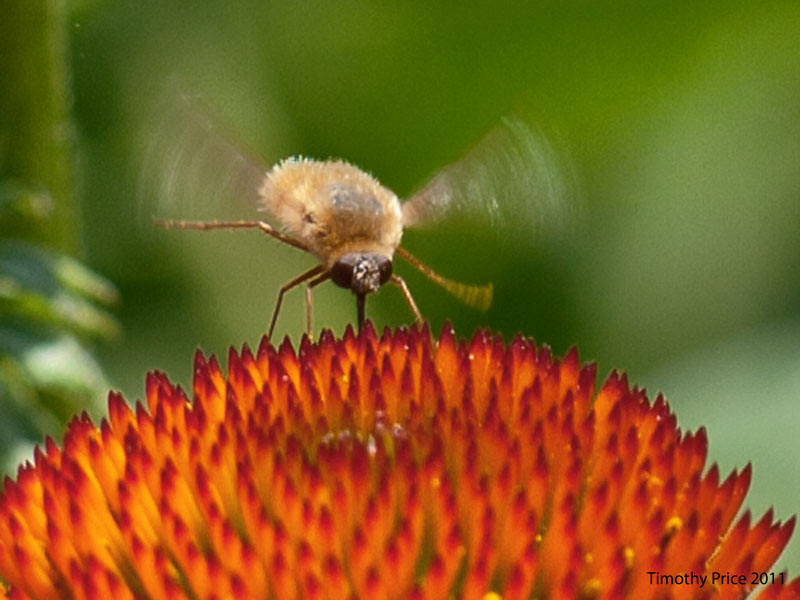 Fuzzy on Echinacea