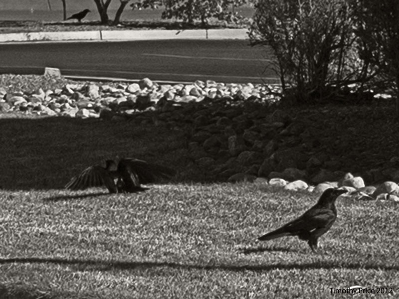 Crows 1