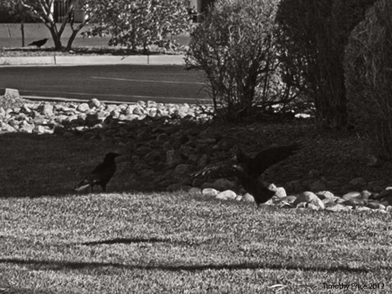 Crows 2
