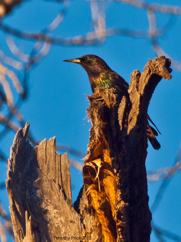 European Starling
