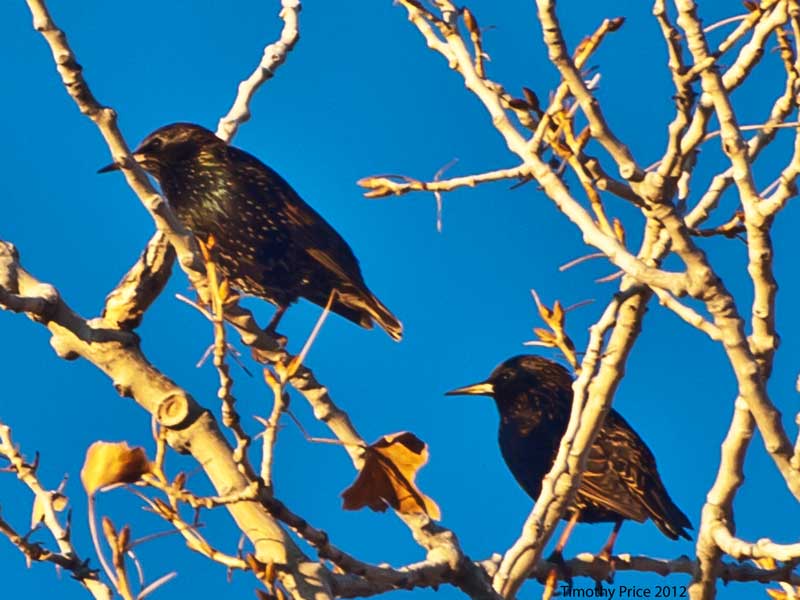 European Starlings