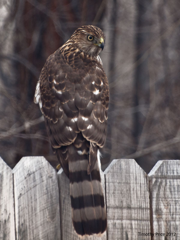 Peregrine Falcon Back