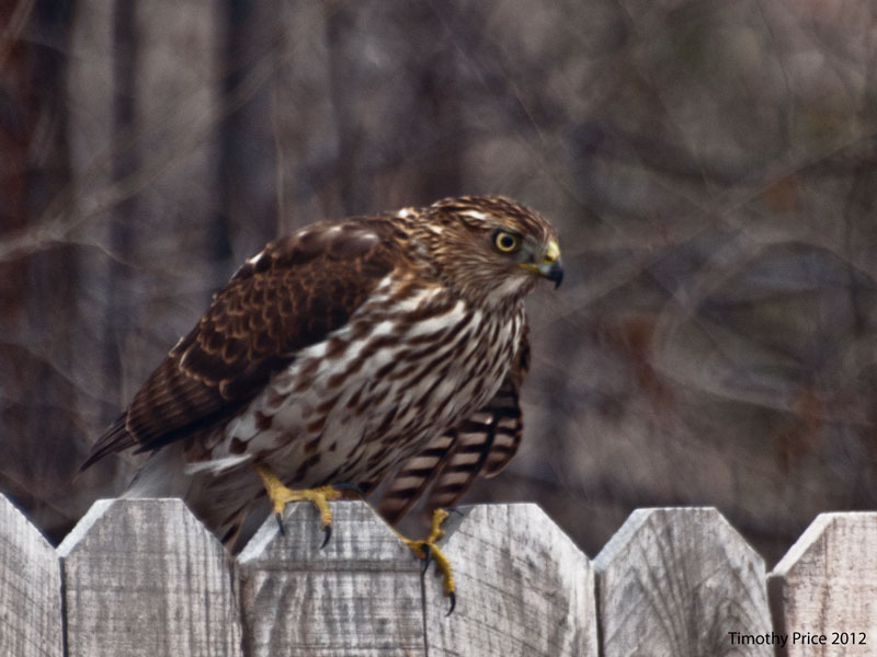 Peregrine Falcon preparing to fly