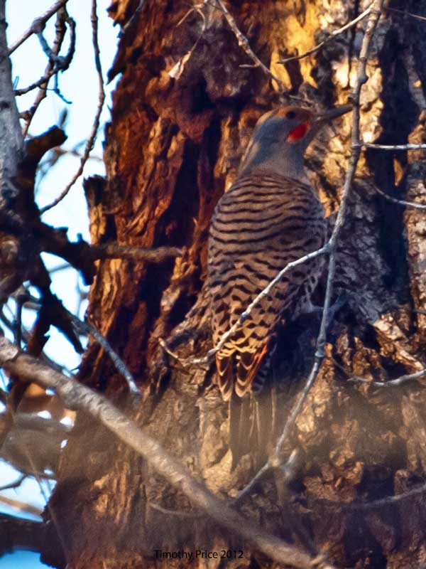 Red Shafted Flicker Camo
