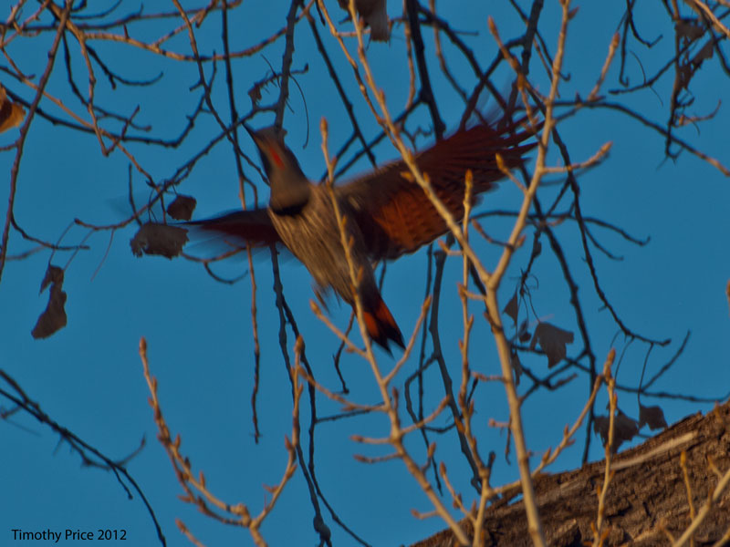 Red Shafted Flicker Flight