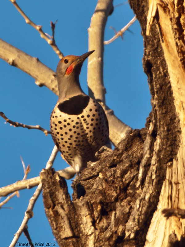 Red Shafted Flicker