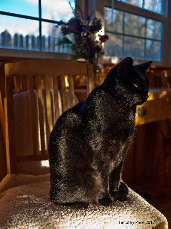 Rosencrantz in Sunbeam