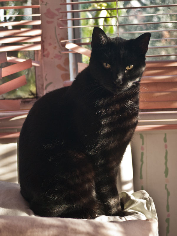 Rosencrantz in the morning