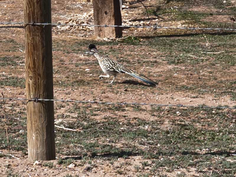 Roadrunner