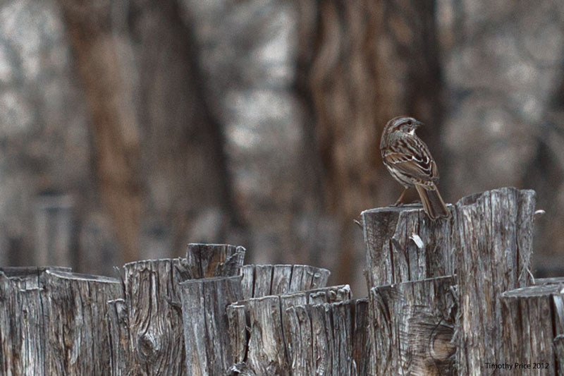 Sparrow on Fence