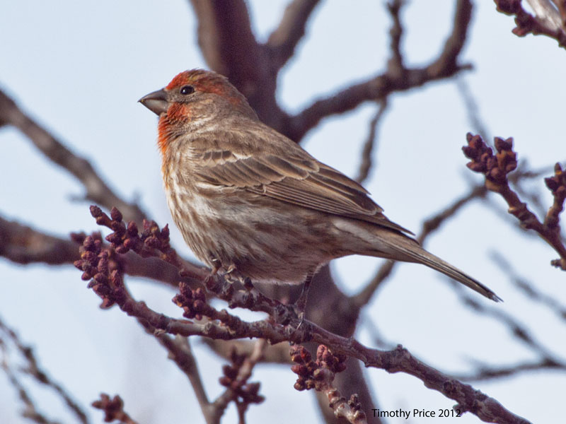Sparrow in Fruit Tree