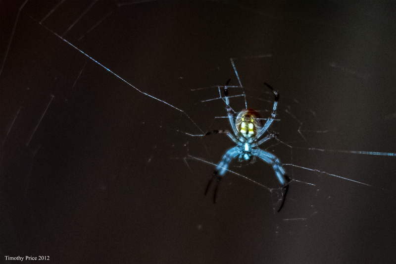 Night Spider Blue
