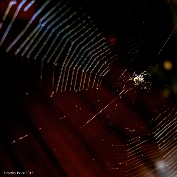 Night Spider Web
