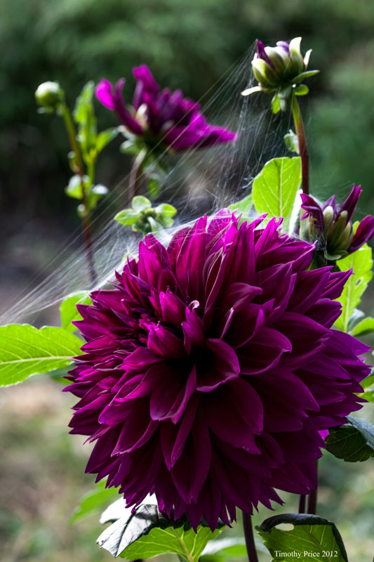 Dahlia & Web