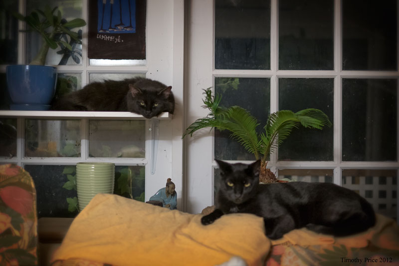 Rosencrantz And Puck