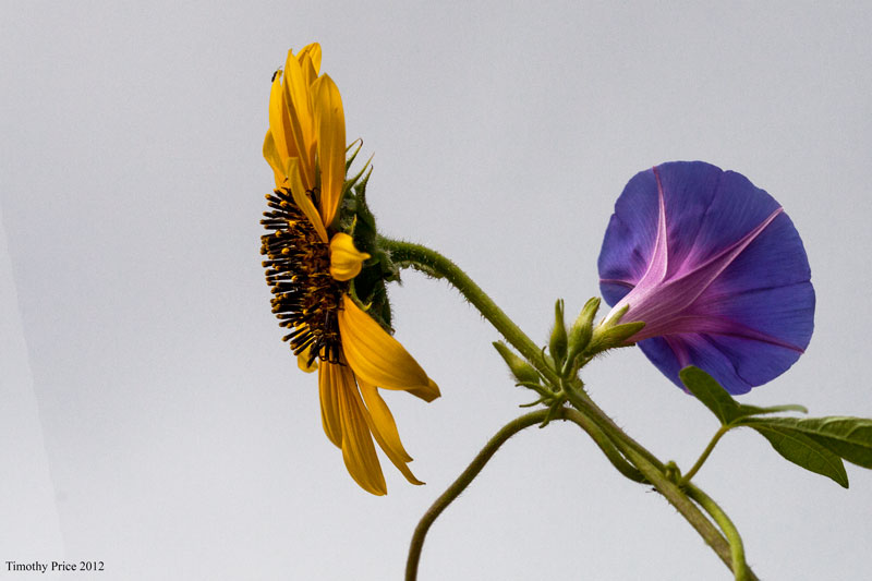 Sunflower & Morning Glory