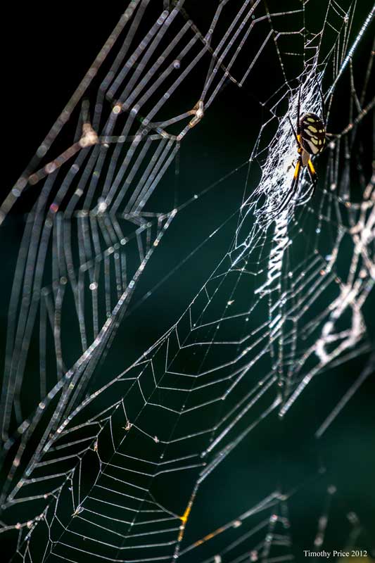 Zipper Spider on a Cold Morning