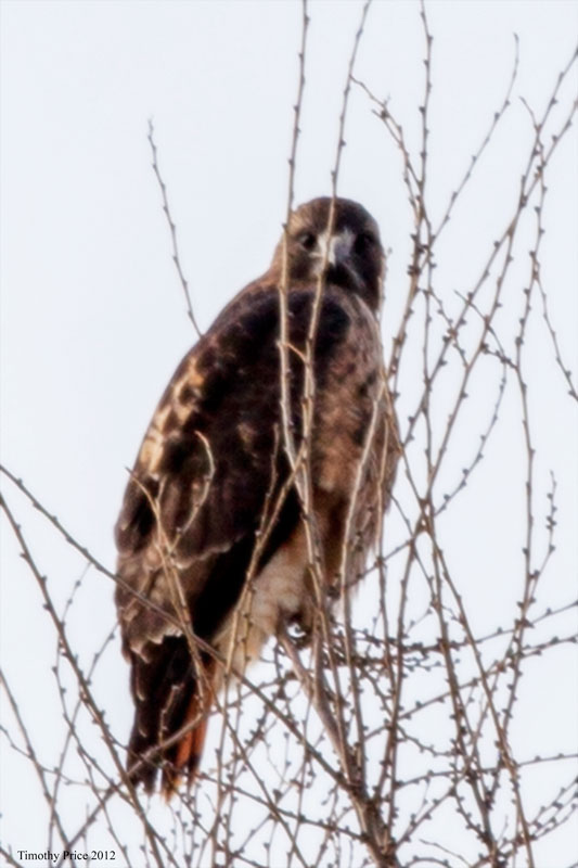 RedtailedHawk