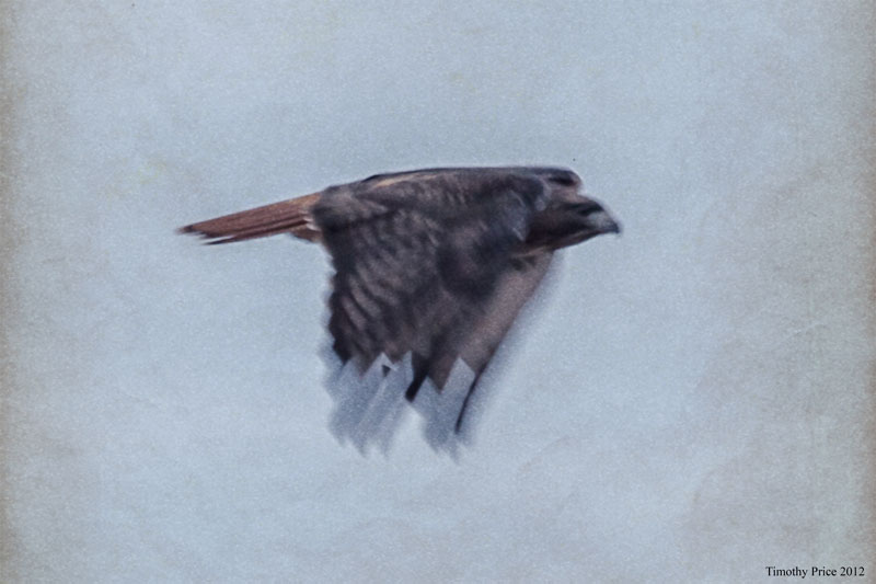 RedtailedHawk3