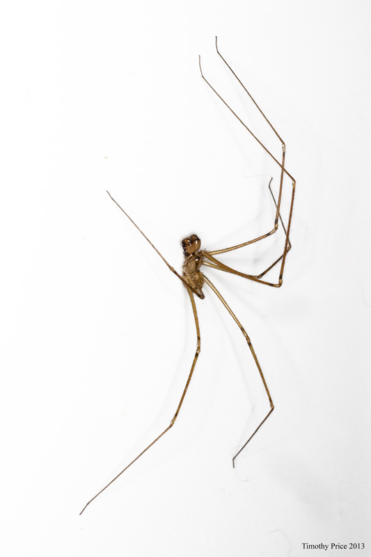 DaddyLongLegs1