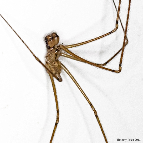 DaddyLongLegs2