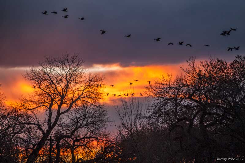 Geese in Last Sunset of 2012