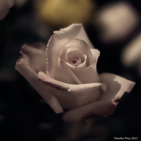 PinkRose1