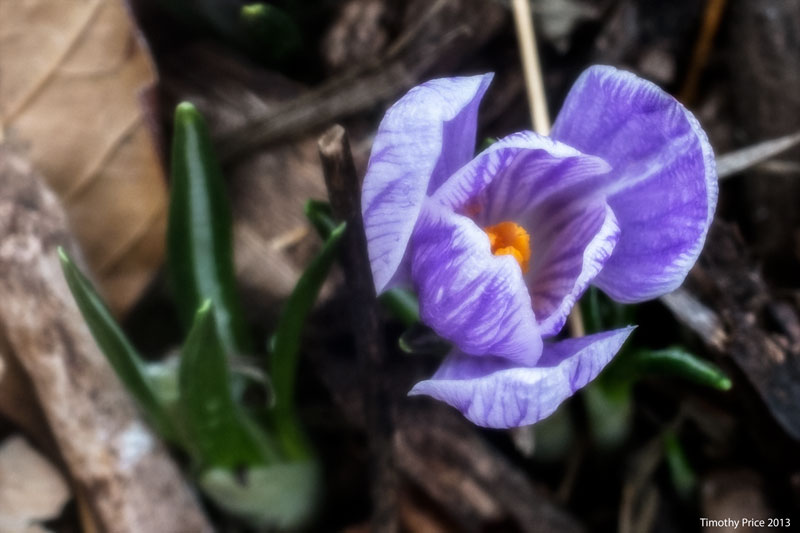 PurpleCrocus