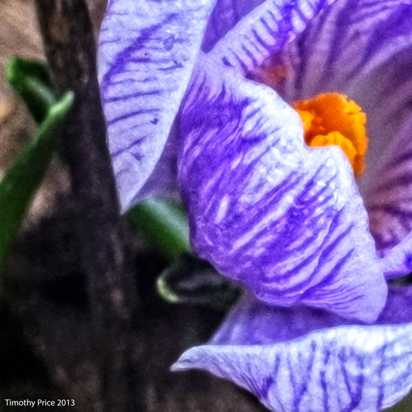 PurpleCrocus1