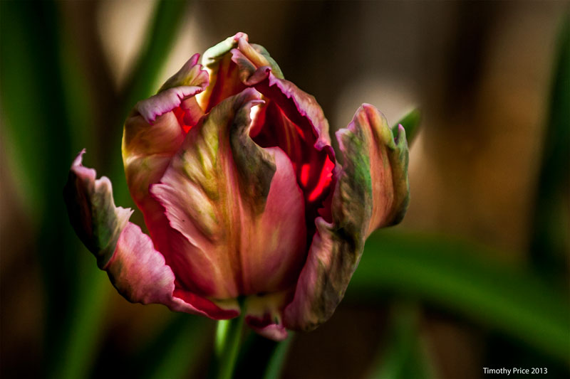 OldTulip