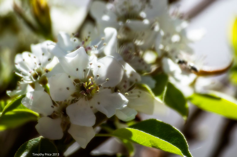PearBlossom