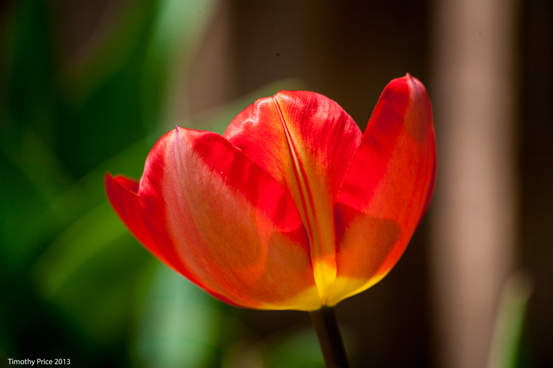 RedYellowTulip