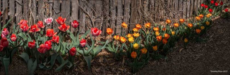 TulipsAlongFench